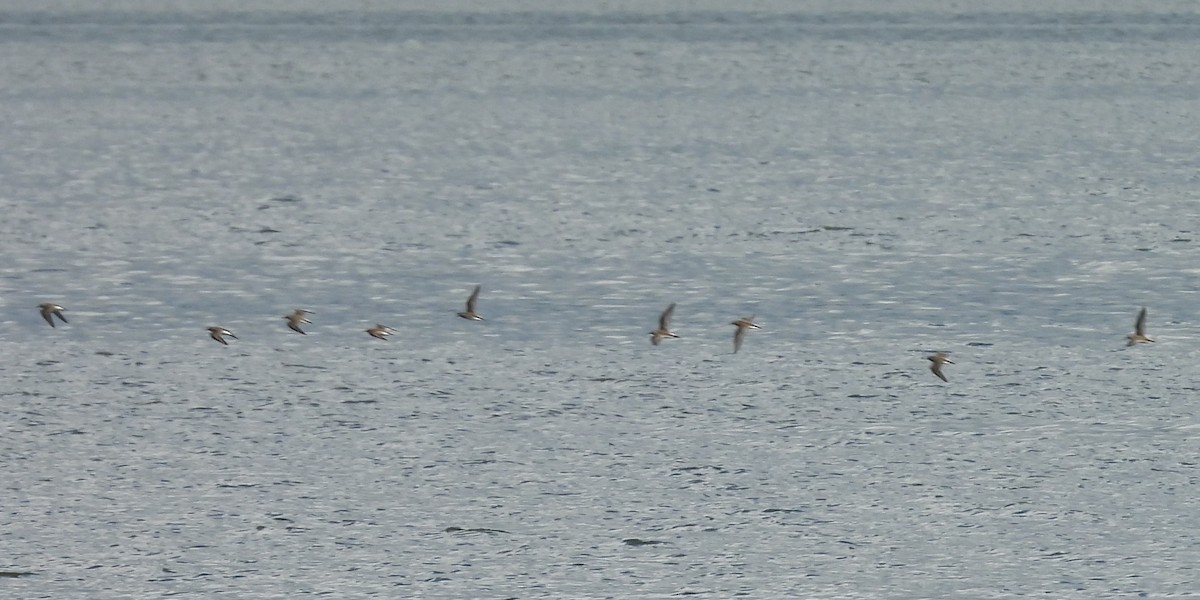 Semipalmated Sandpiper - ML620615301