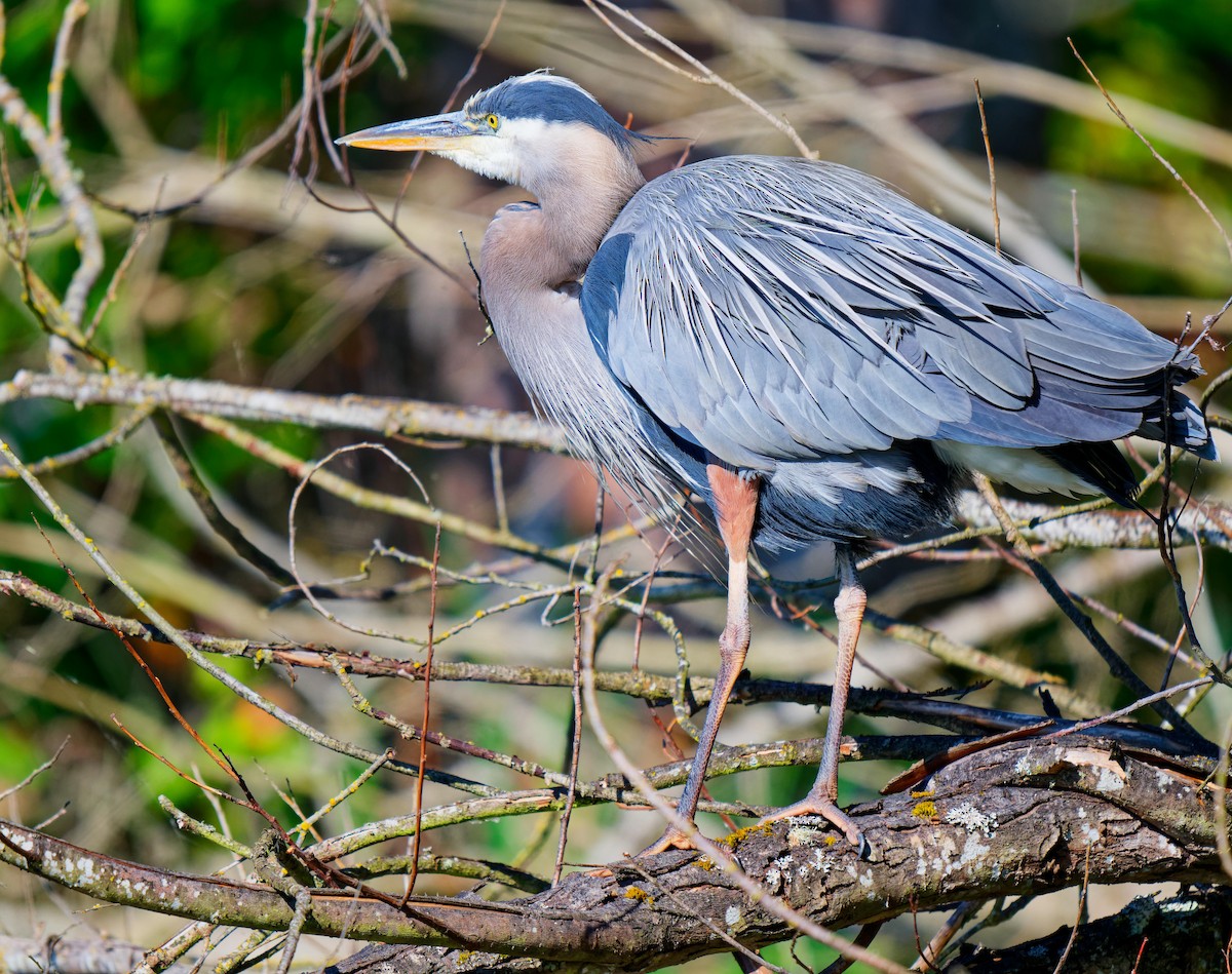 Great Blue Heron - ML620615302