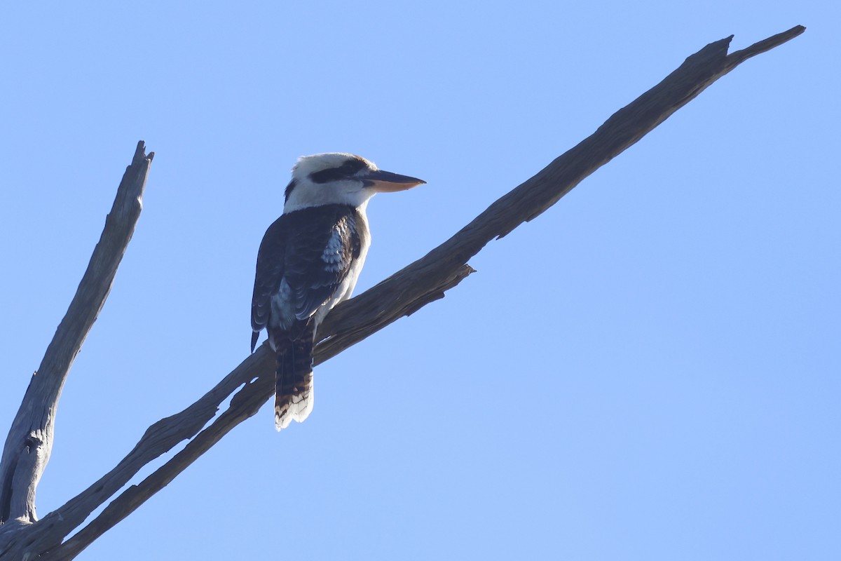 Laughing Kookaburra - ML620615303