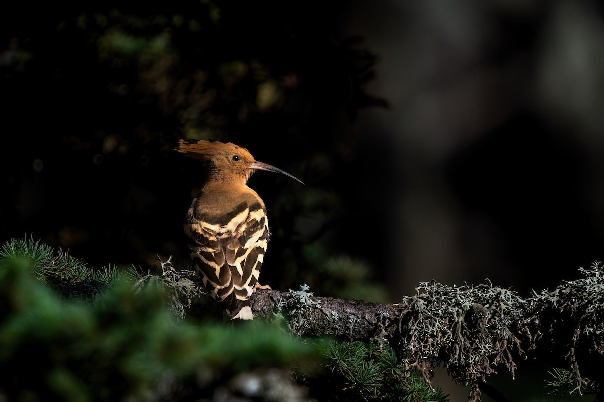 Eurasian Hoopoe - Ali COBANOGLU