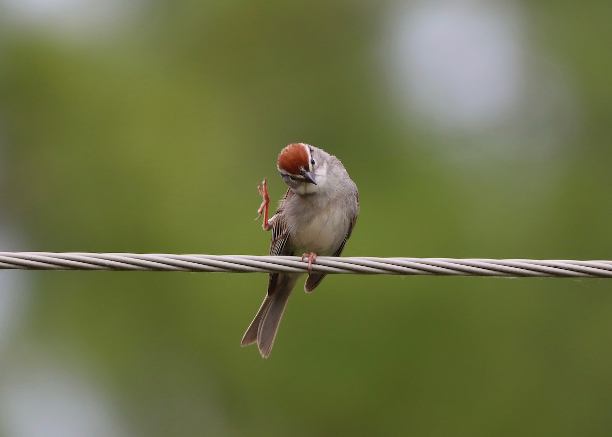 Chipping Sparrow - ML620615307