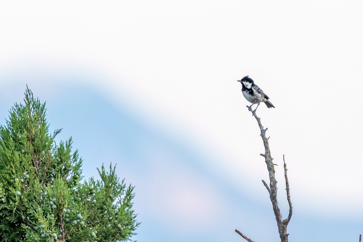 Coal Tit - Ali COBANOGLU