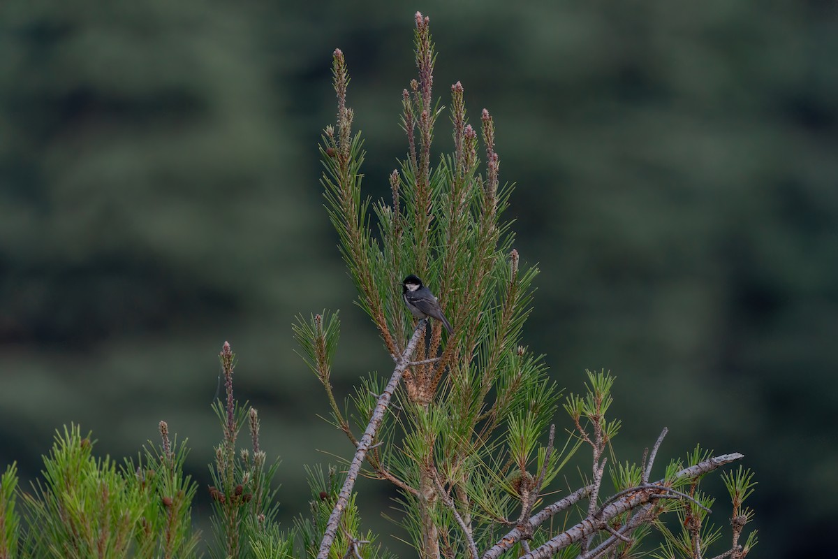 Coal Tit - ML620615310