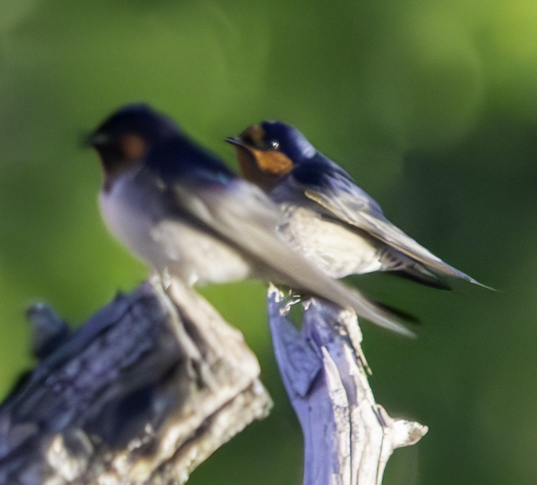 Welcome Swallow - Rebel Warren and David Parsons