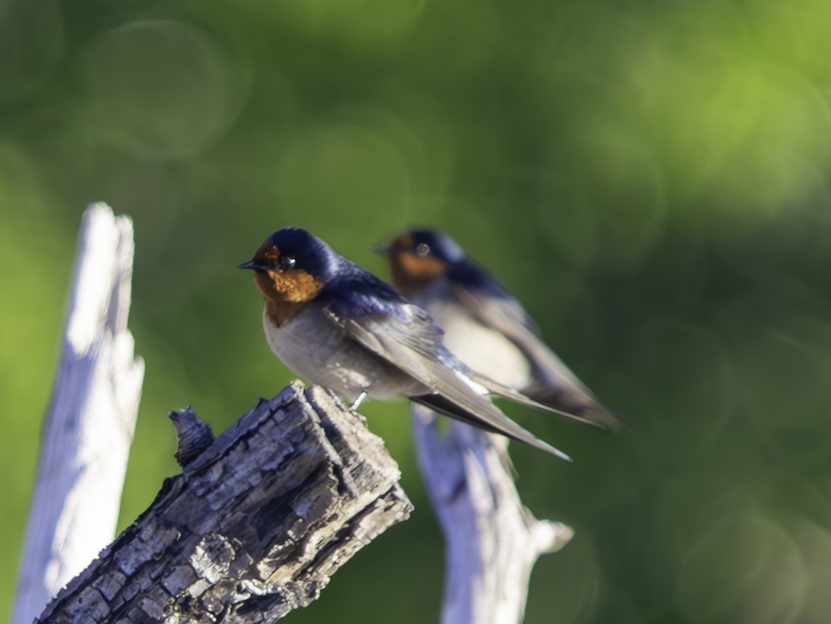 Golondrina Australiana - ML620615312