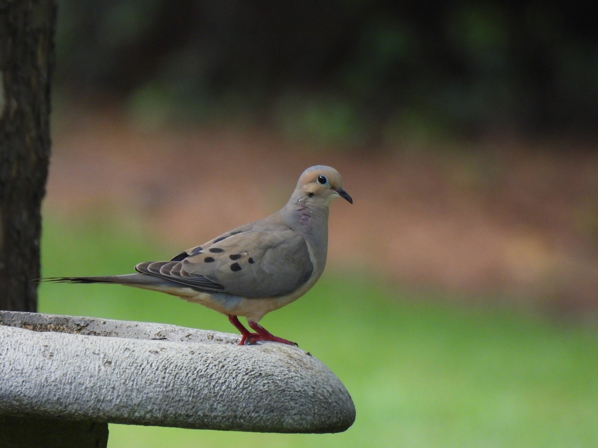 Mourning Dove - ML620615315