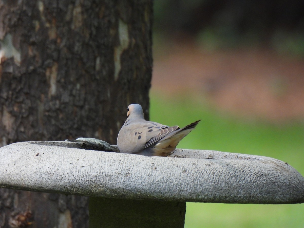 Mourning Dove - ML620615316