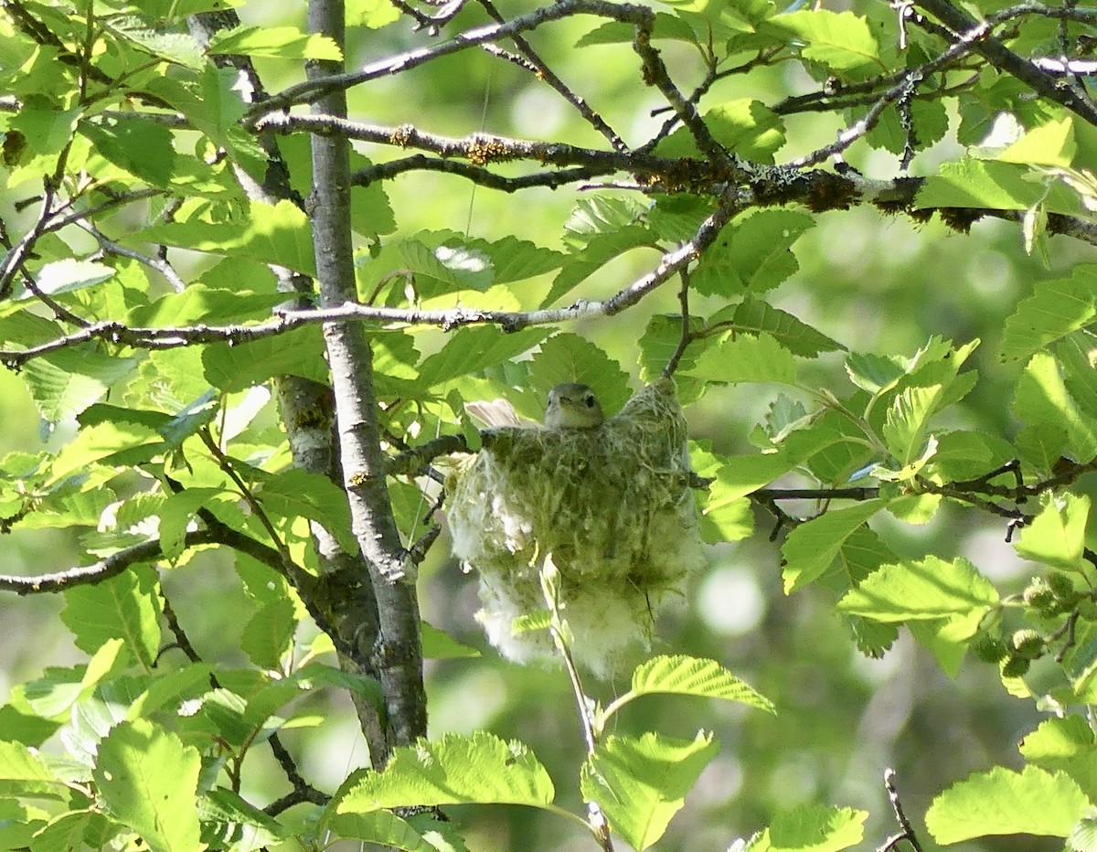 Warbling Vireo - Mary McCafferty