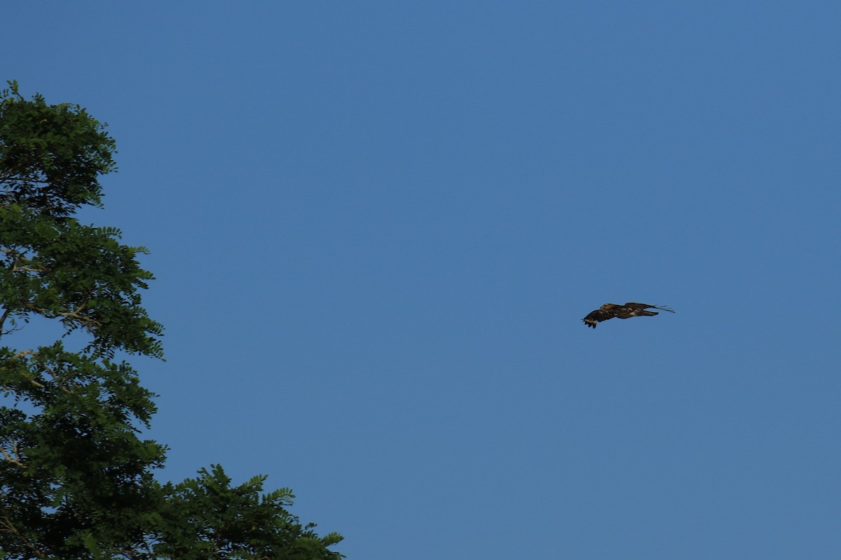 Red-shouldered Hawk - ML620615320