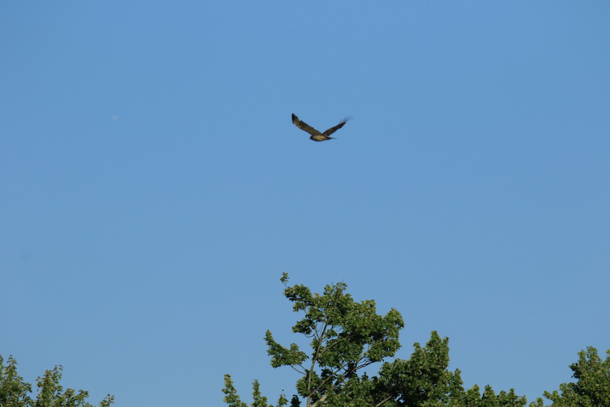 Red-shouldered Hawk - ML620615321