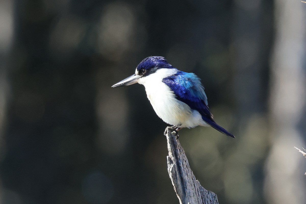 Forest Kingfisher - ML620615325