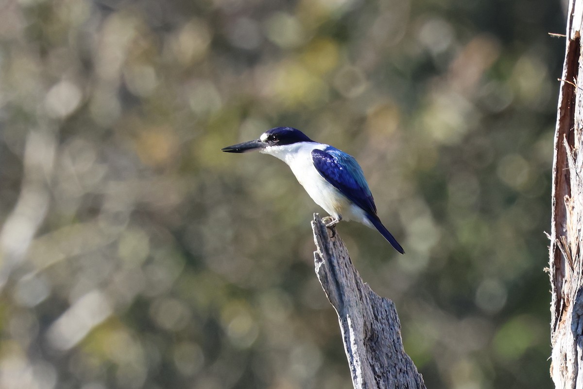Forest Kingfisher - ML620615326