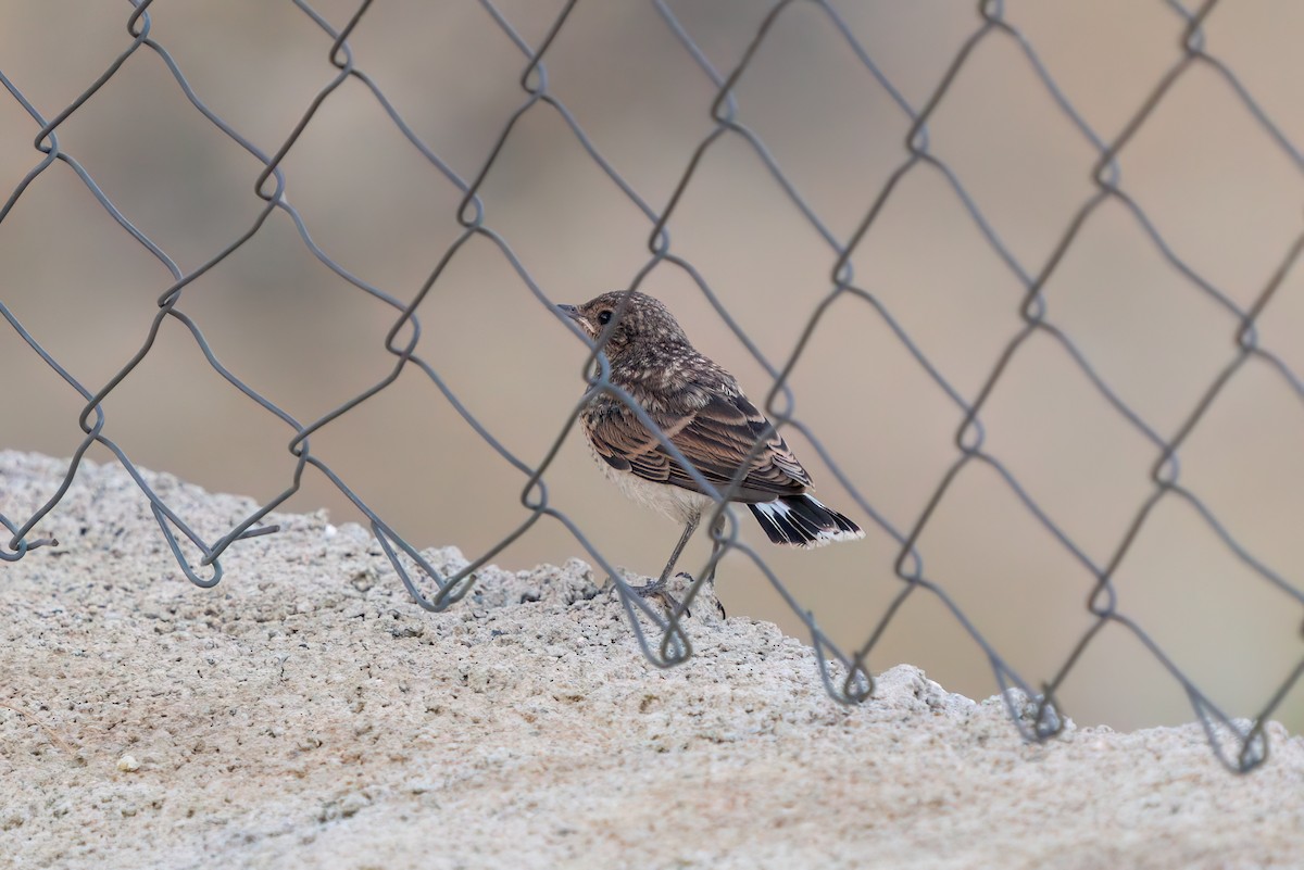 Northern Wheatear - ML620615329