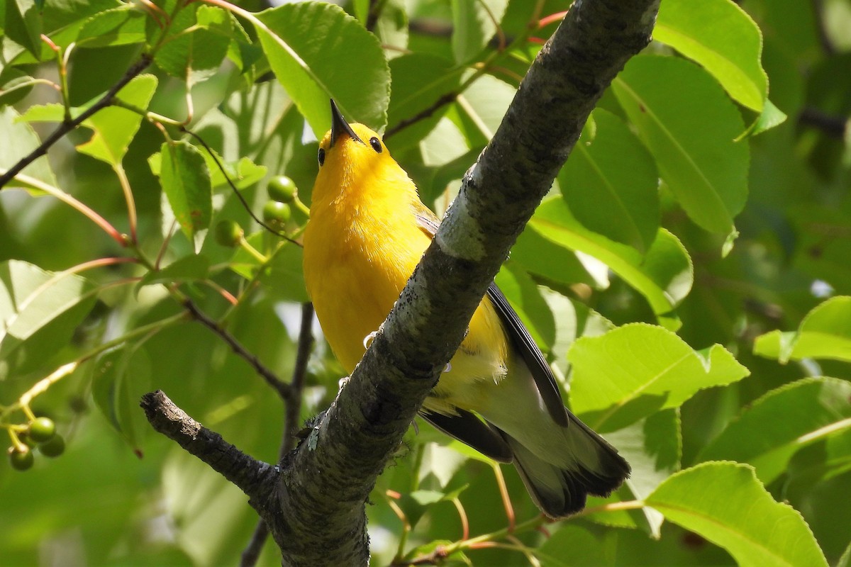 Prothonotary Warbler - ML620615332