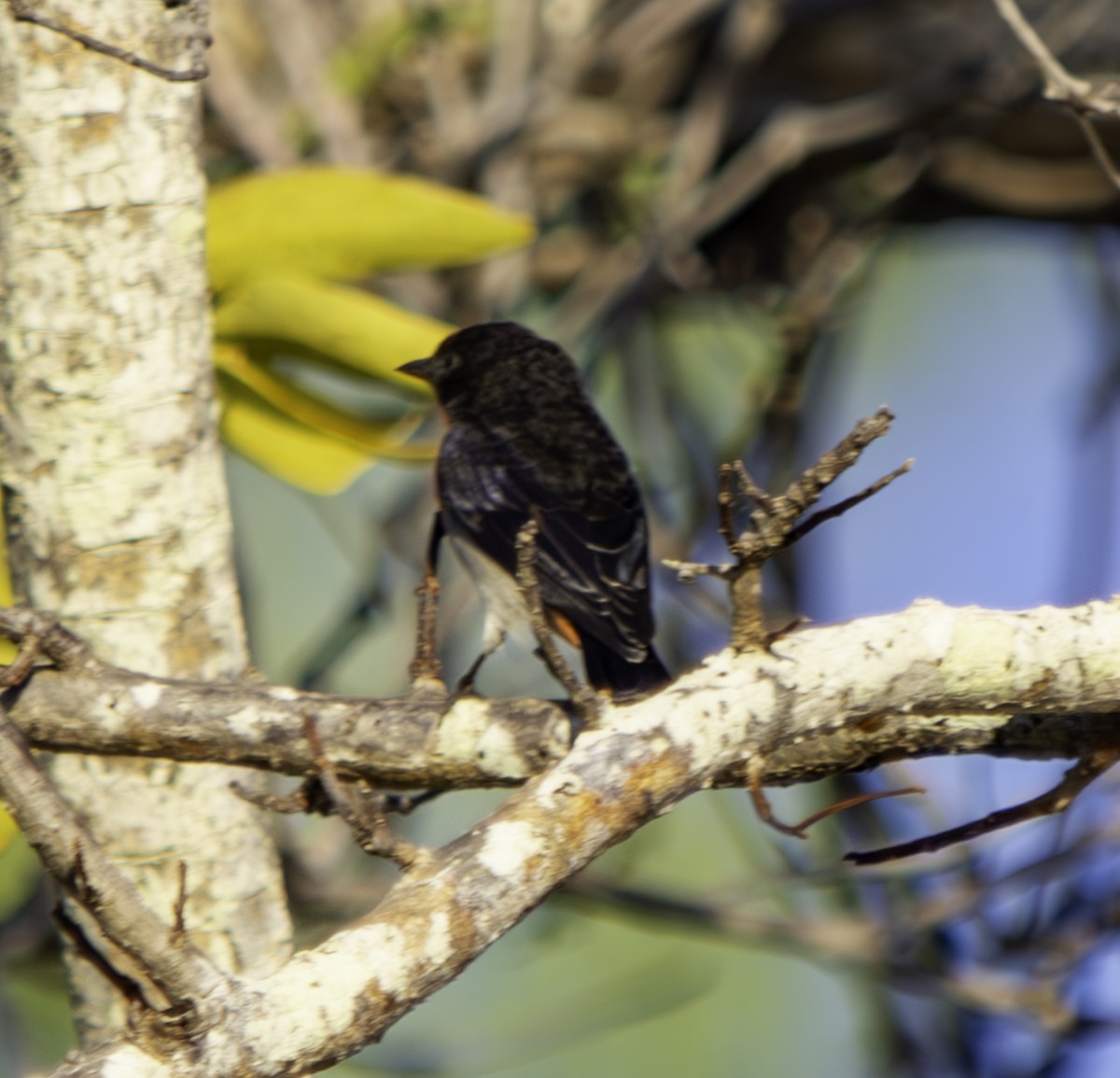 Mistletoebird - ML620615334