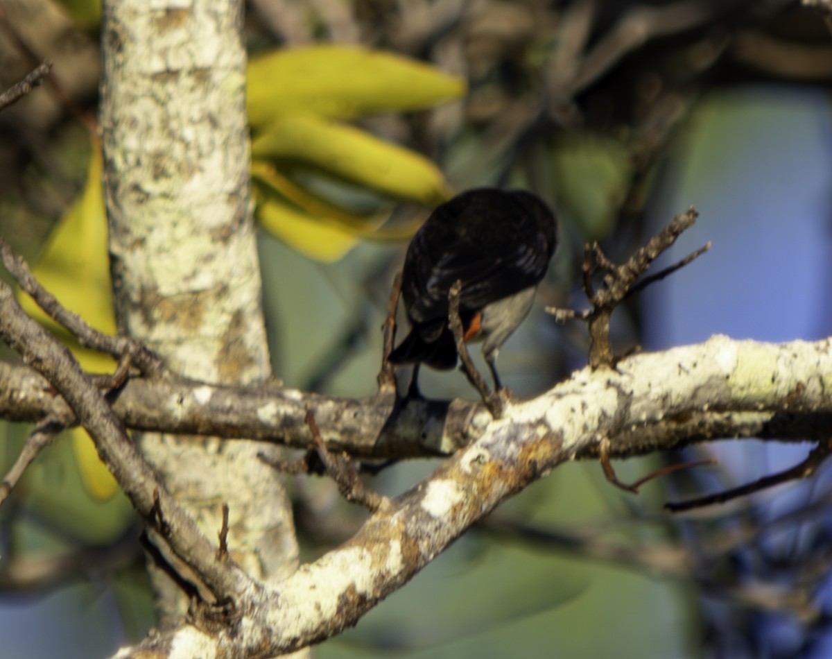 Picaflores Golondrina - ML620615335