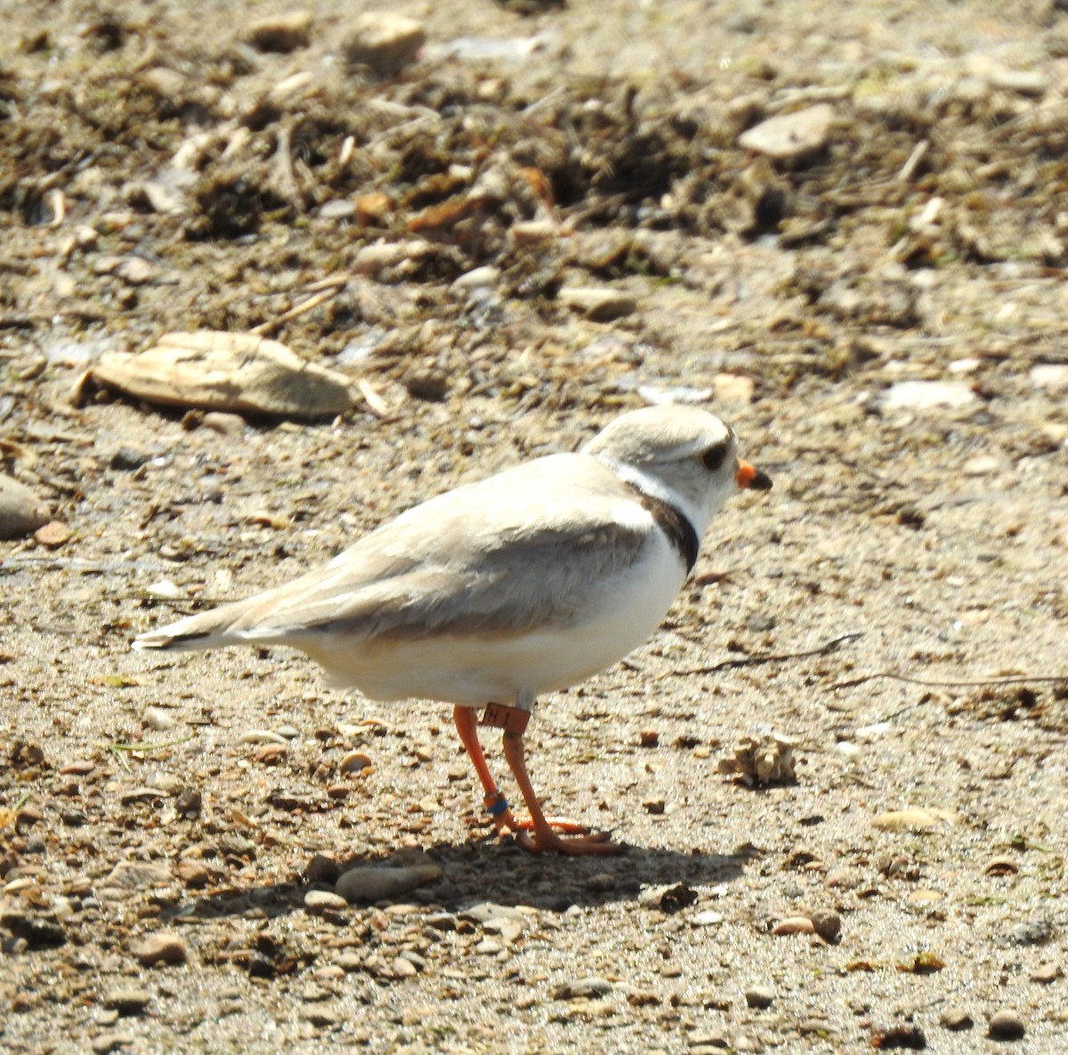 Желтоногий зуёк - ML620615336