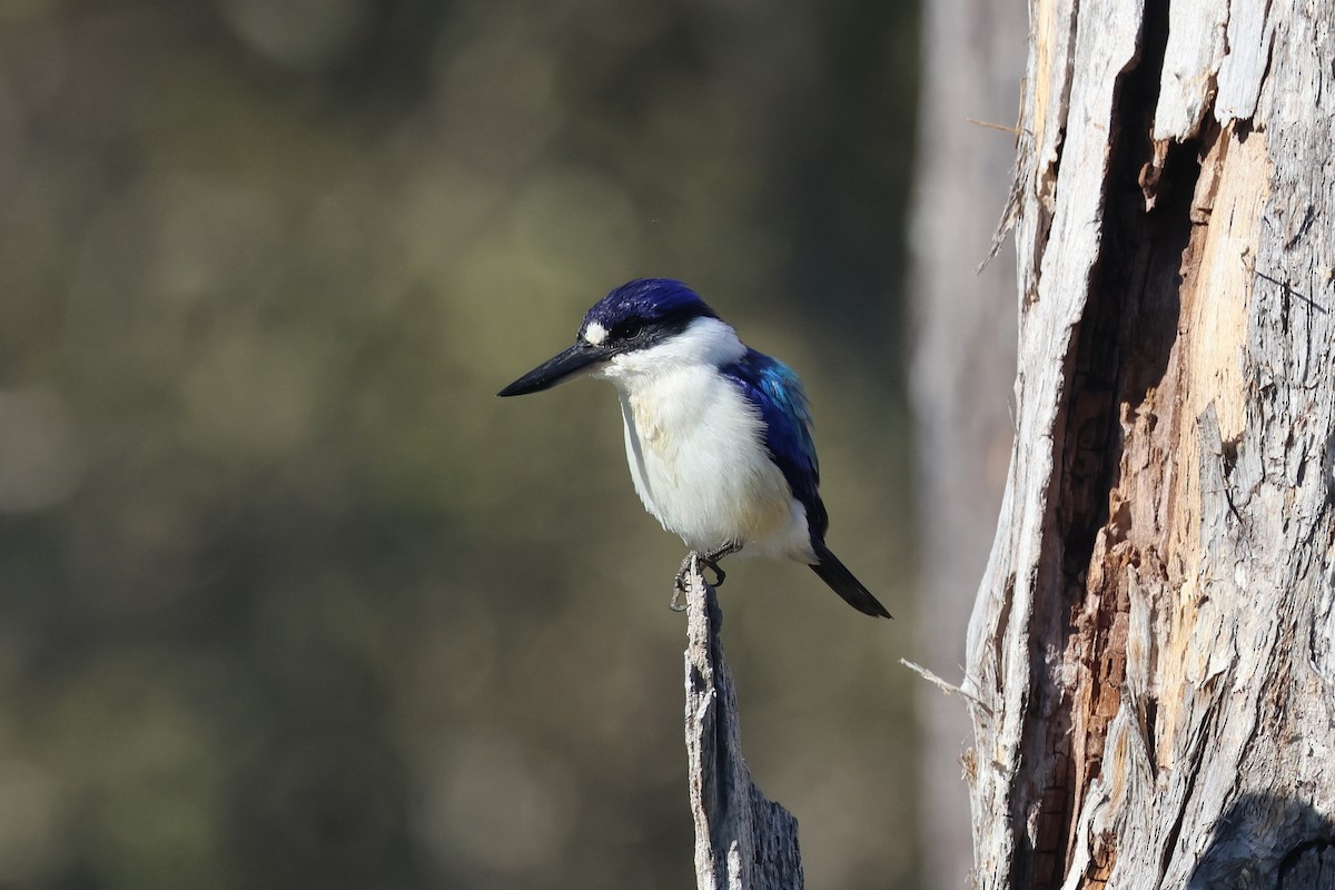 Forest Kingfisher - ML620615337