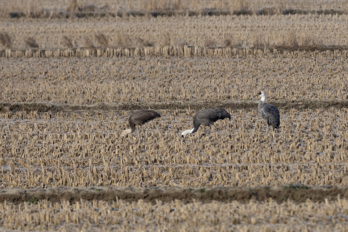 Hooded Crane - ML620615346