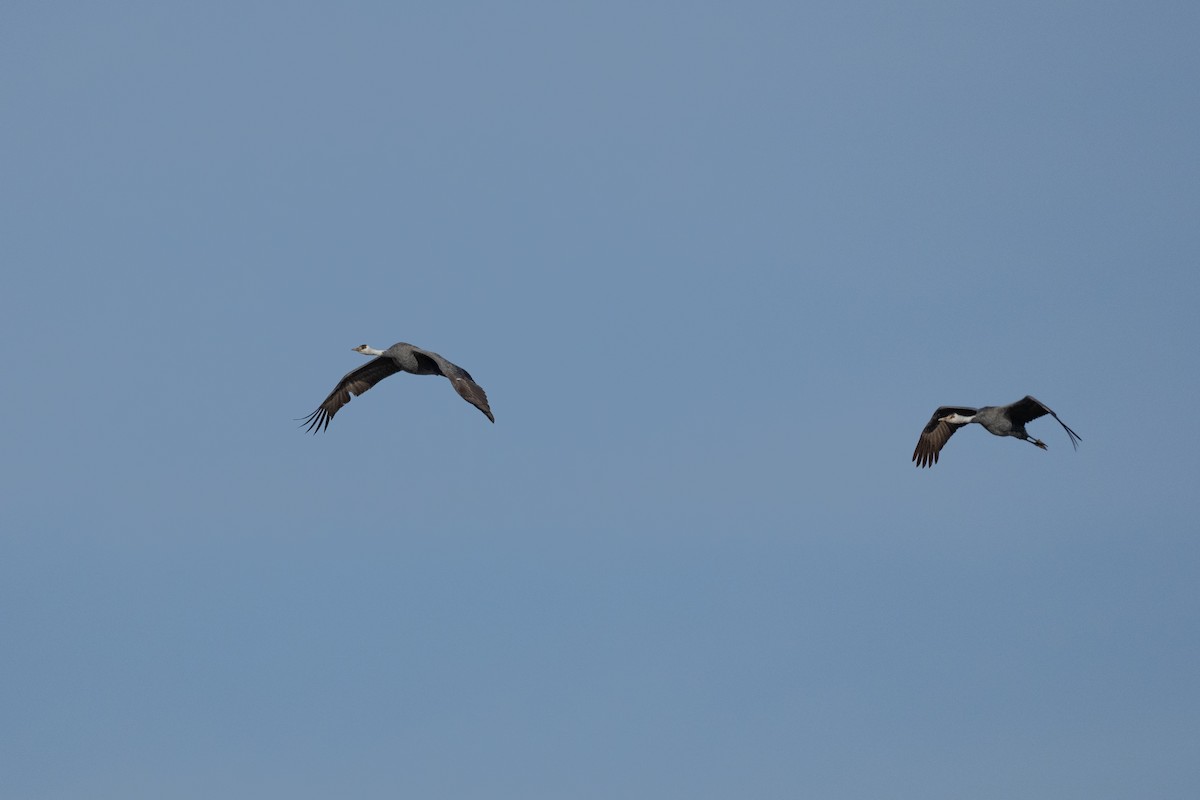 Hooded Crane - ML620615347