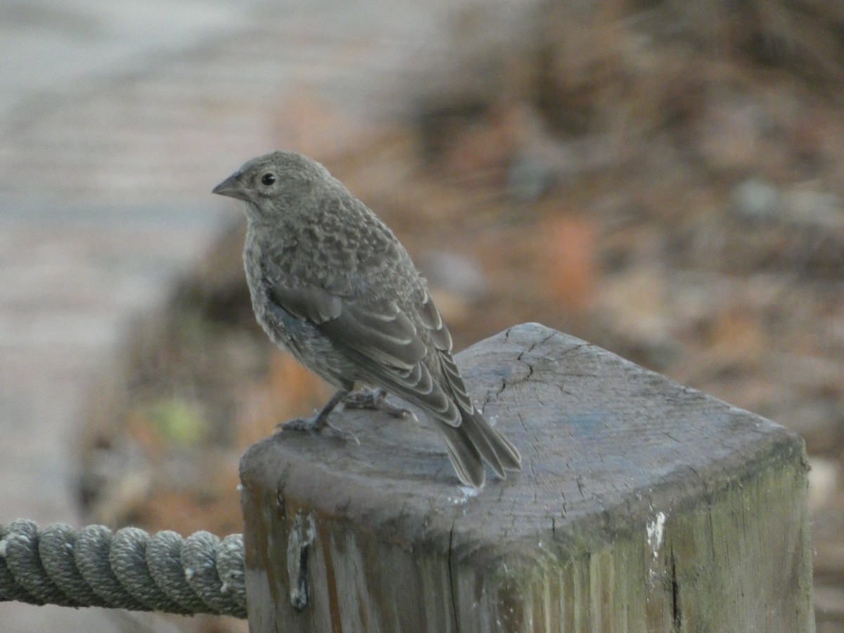 Brown-headed Cowbird - ML620615350