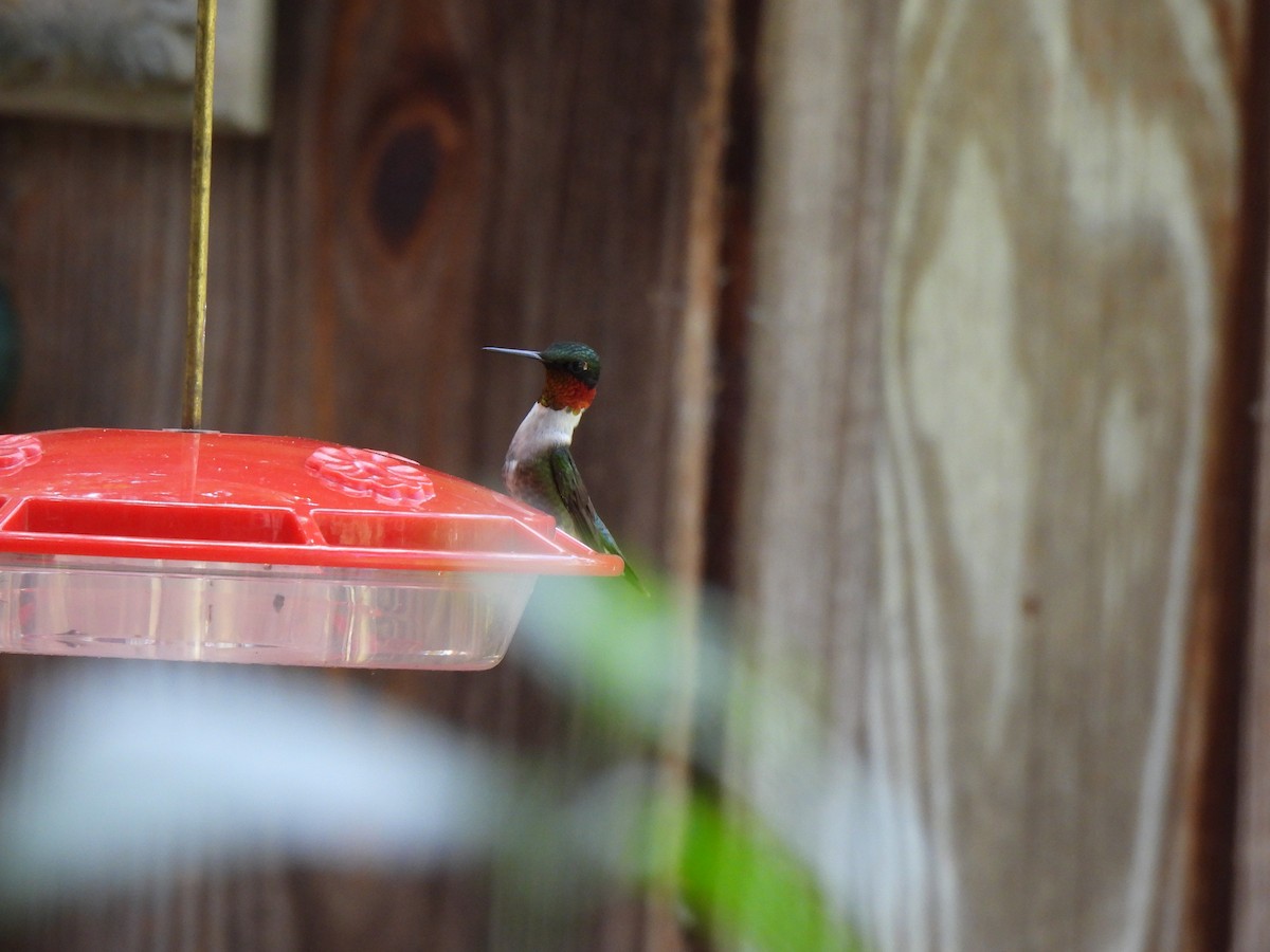Ruby-throated Hummingbird - ML620615351