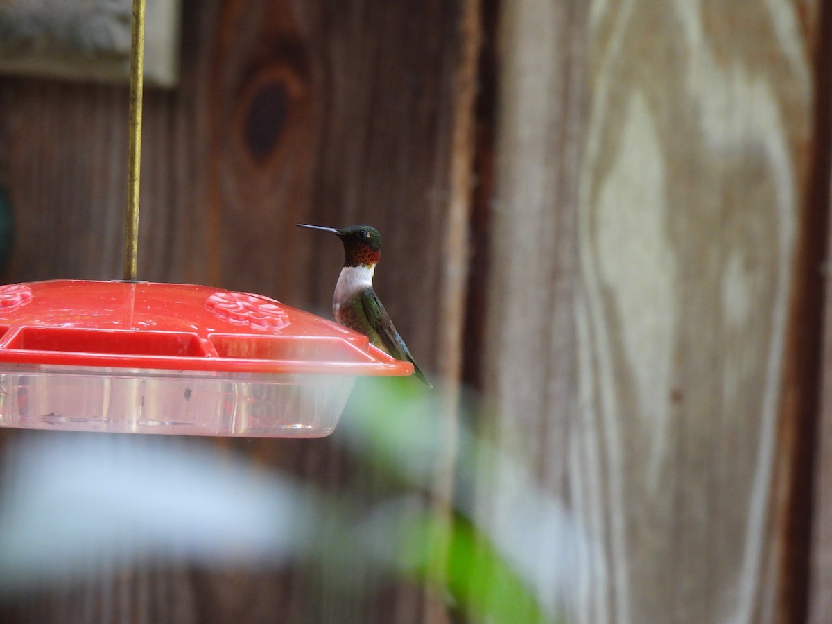 Ruby-throated Hummingbird - ML620615352