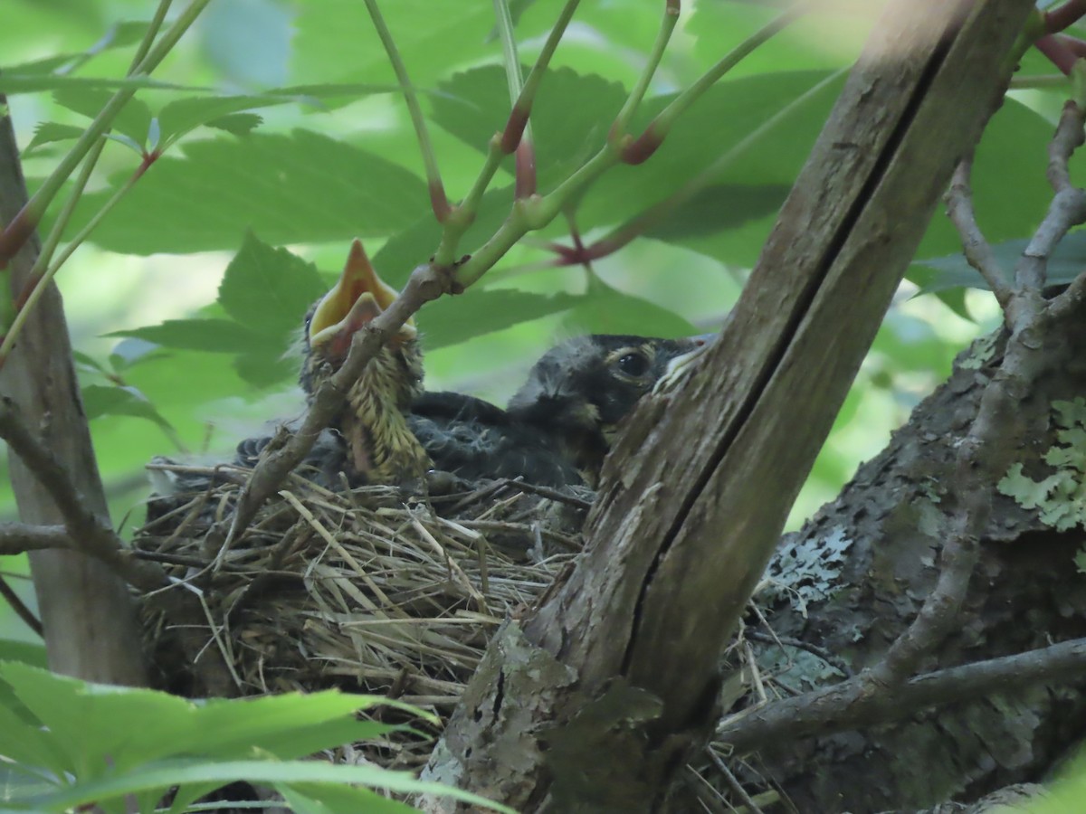 American Robin - ML620615355