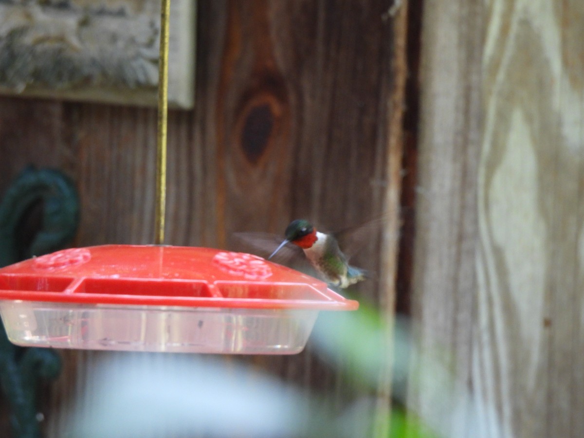 Colibrí Gorjirrubí - ML620615357