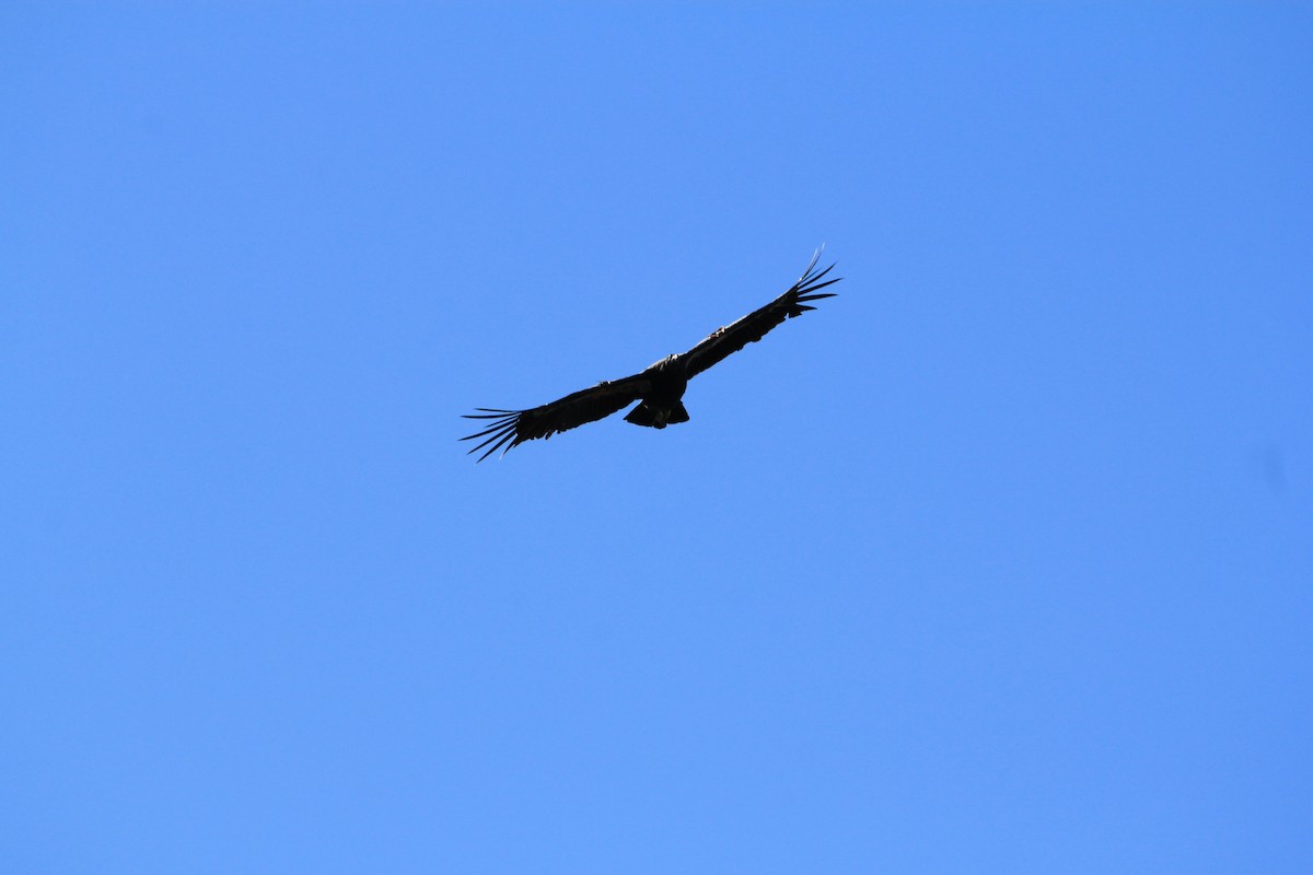 Condor de Californie - ML620615360