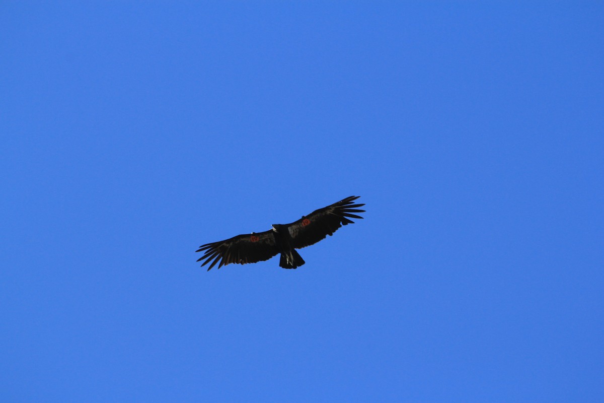 California Condor - ML620615361