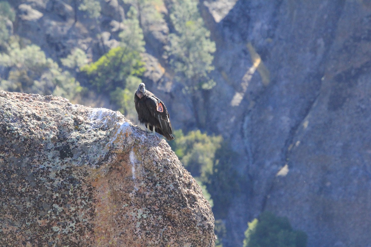 Cóndor Californiano - ML620615362