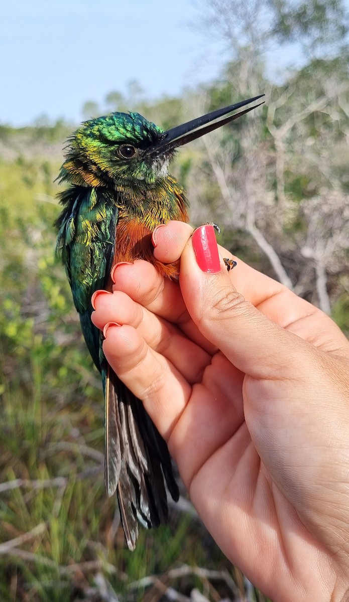 Green-tailed Jacamar - ML620615364