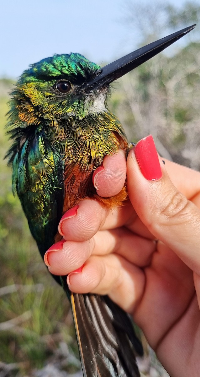 Green-tailed Jacamar - ML620615365