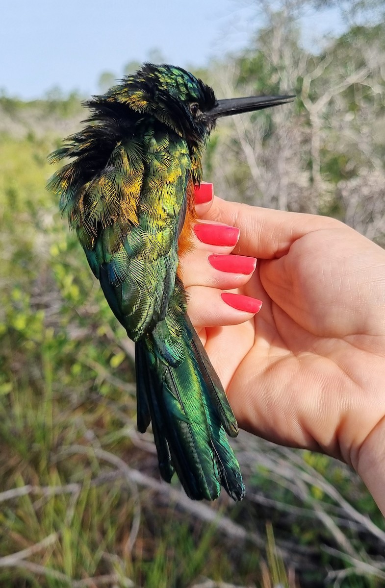 Green-tailed Jacamar - ML620615366