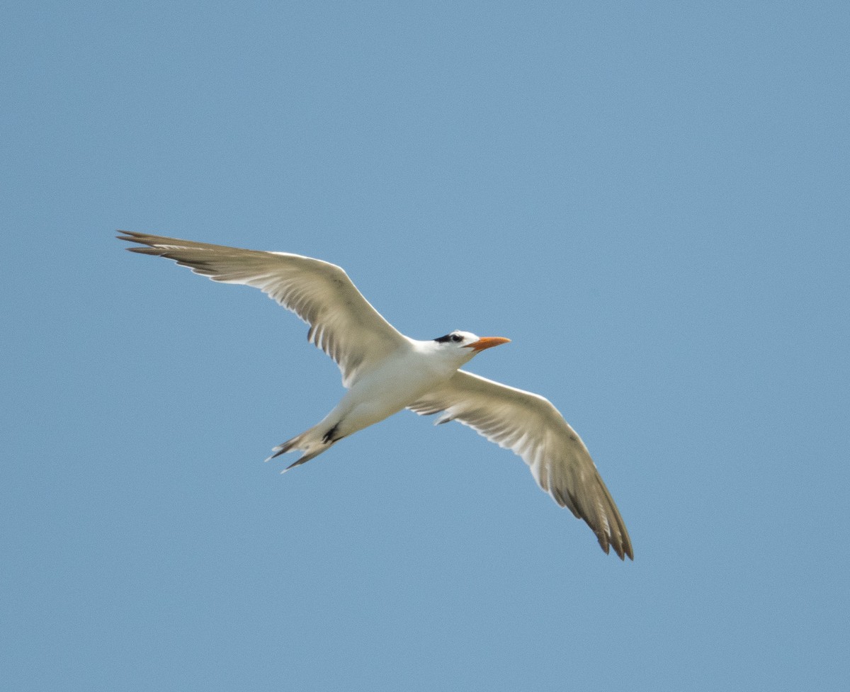 Royal Tern - ML620615367