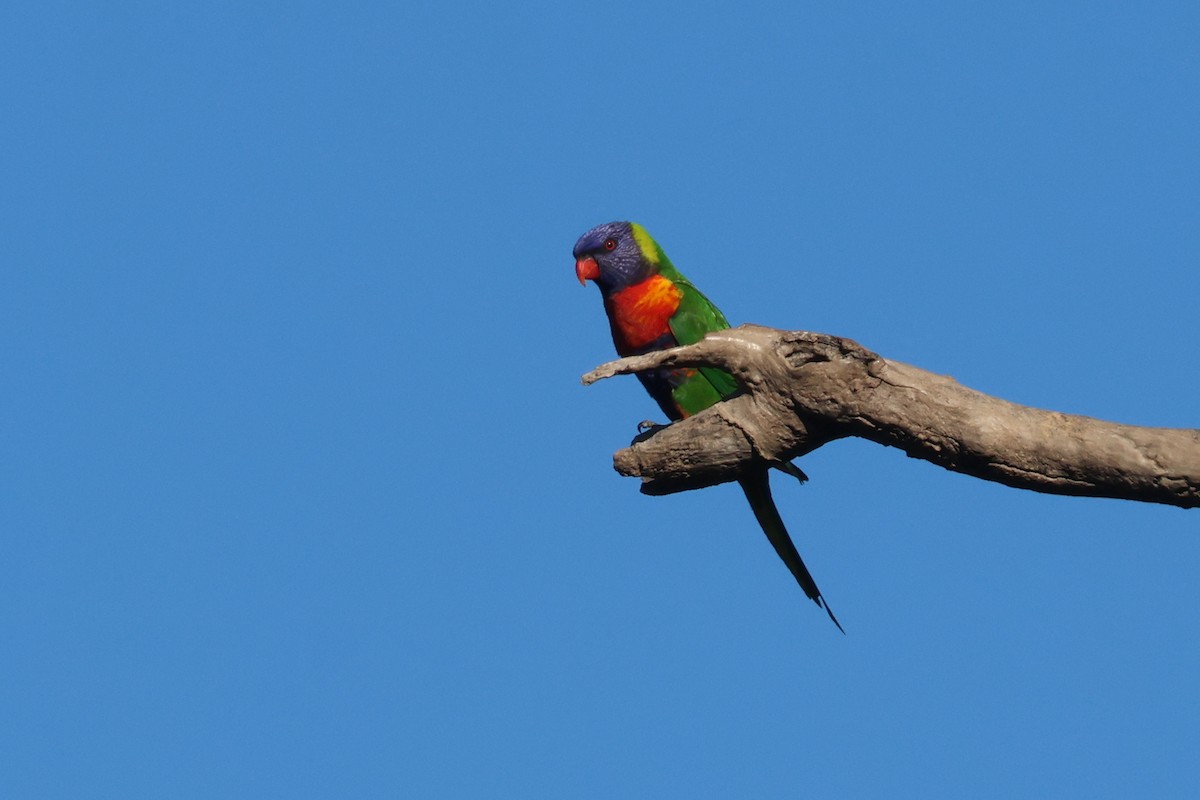 Rainbow Lorikeet - ML620615368