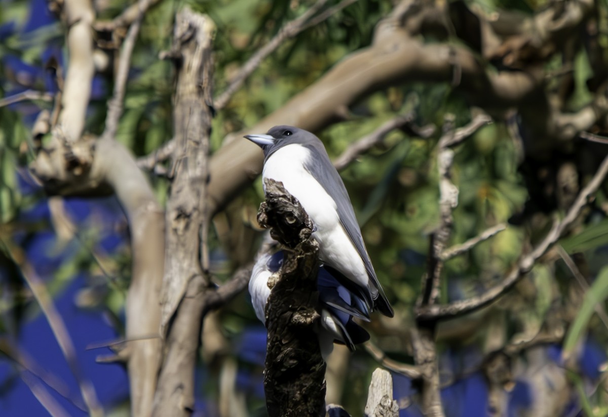 White-breasted Woodswallow - ML620615369