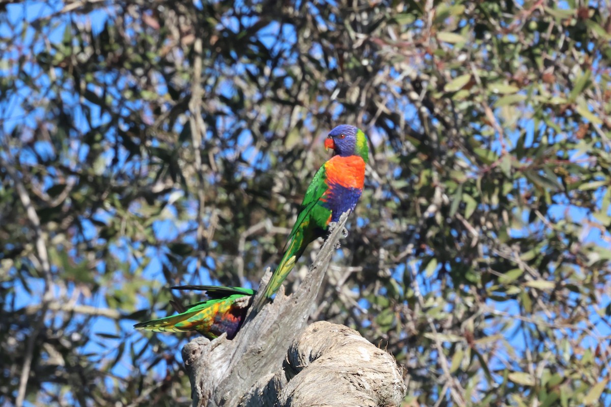 Rainbow Lorikeet - ML620615370