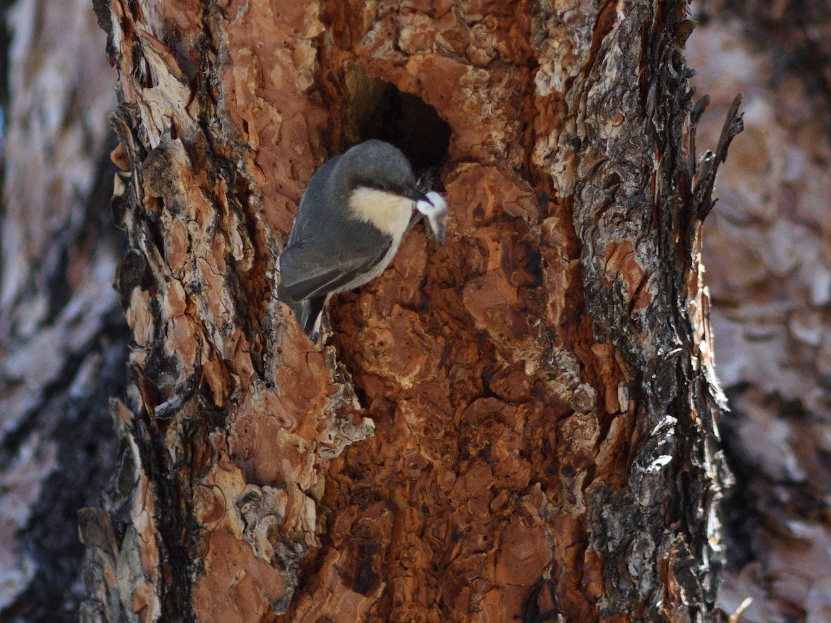 Pygmy Nuthatch - ML620615376