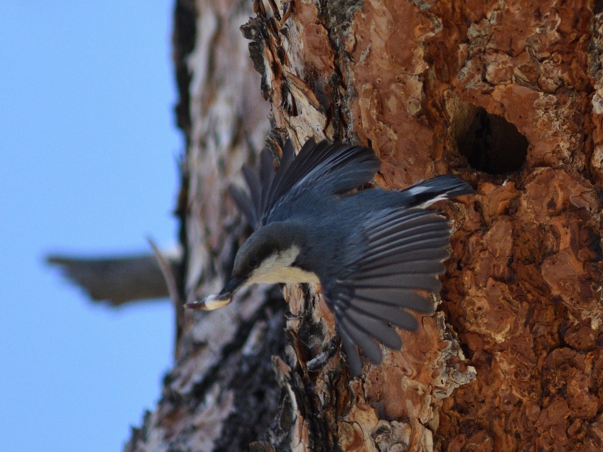 Pygmy Nuthatch - ML620615377