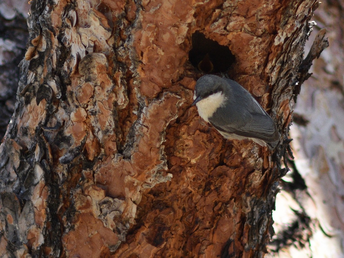 Pygmy Nuthatch - Grant Hokit