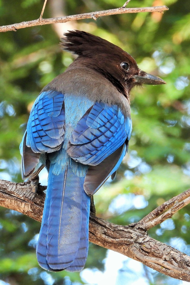 Steller's Jay - ML620615380