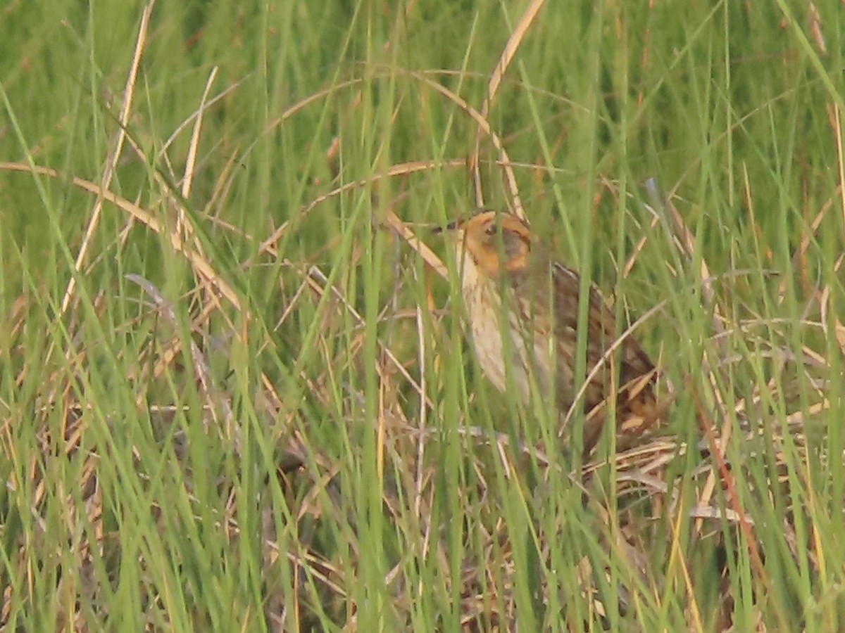 Saltmarsh Sparrow - ML620615381