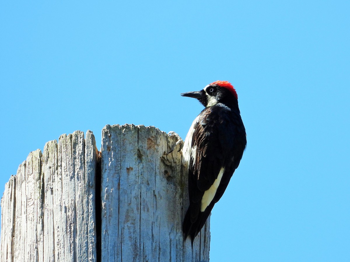 Acorn Woodpecker - ML620615382