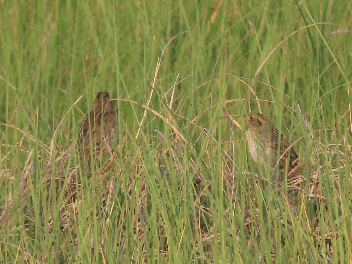 Saltmarsh Sparrow - ML620615384