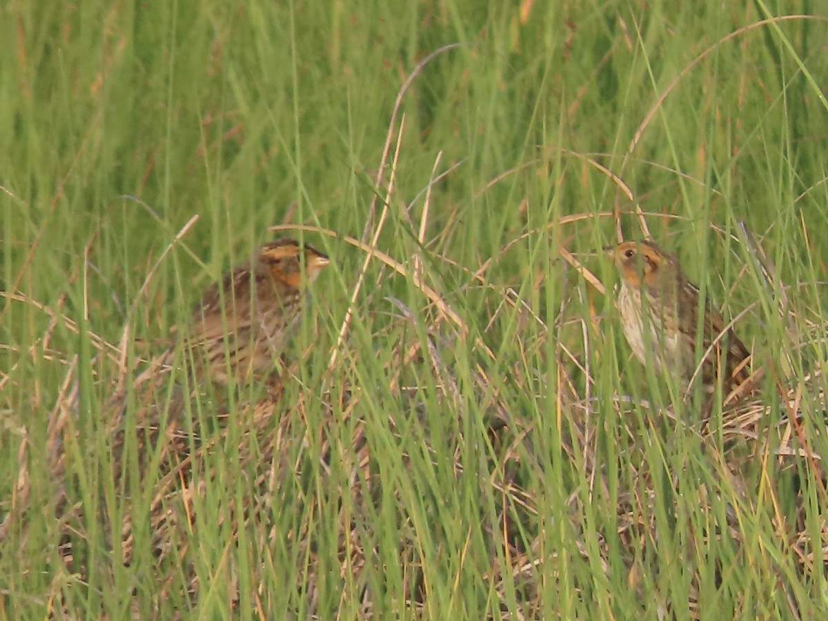 Saltmarsh Sparrow - ML620615386