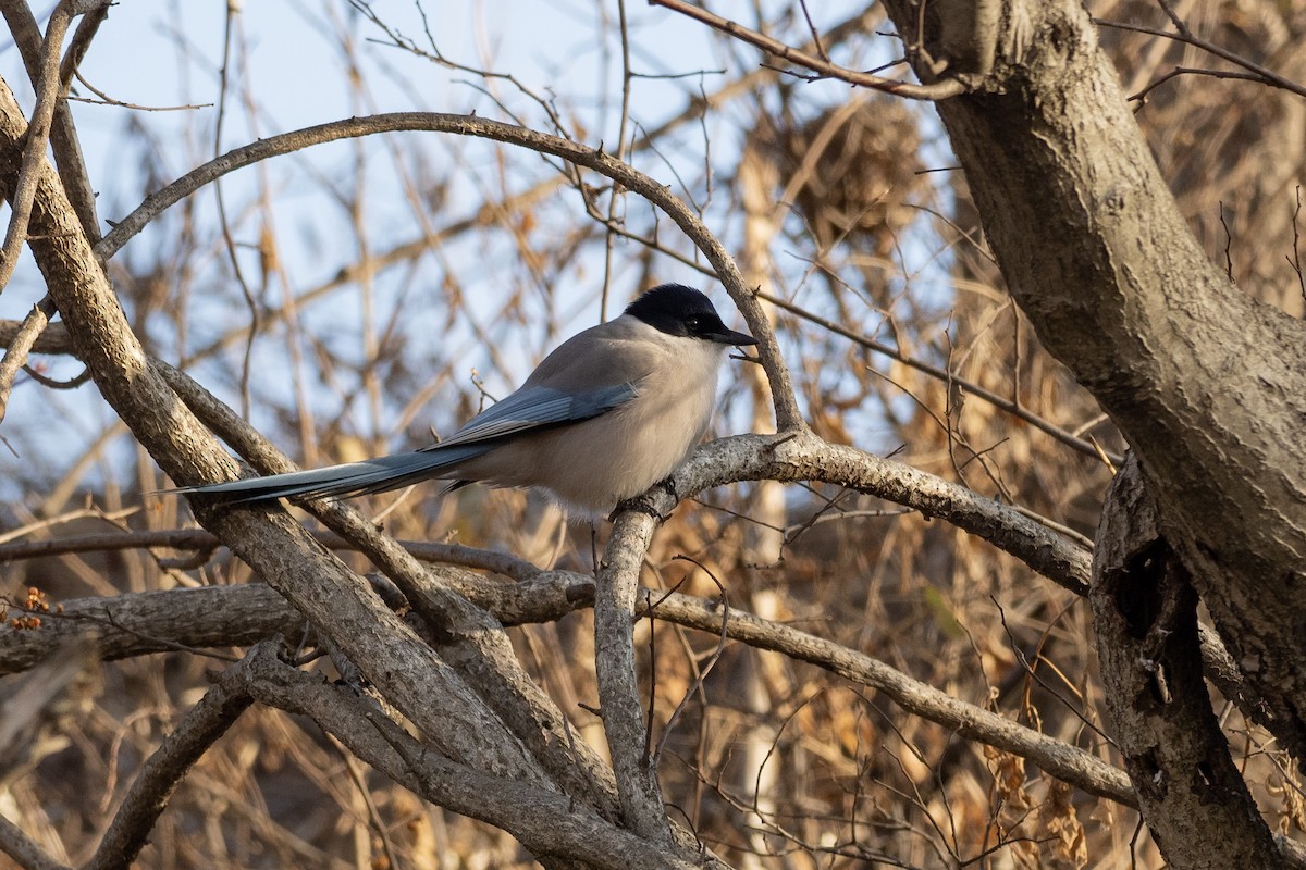 Pie-bleue à calotte noire - ML620615387