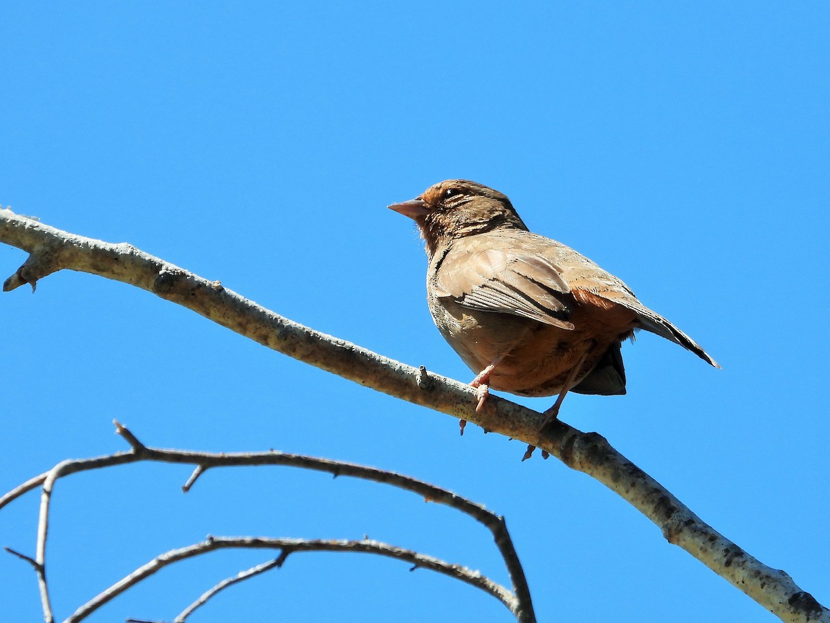 California Towhee - ML620615392