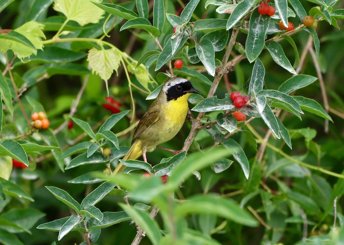 Weidengelbkehlchen - ML620615393